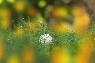 Close-up of white flowering plants on land