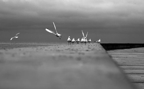 Close-up of crab flying over sea against sky