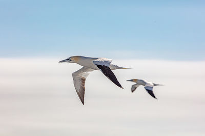 Gannets over the water