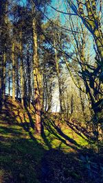 View of trees in forest