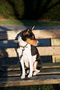 Dog looking away