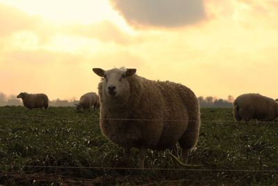Portrait of sheep grazing on field against sky during sunset