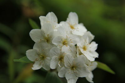 Close-up of white cherry blossoms