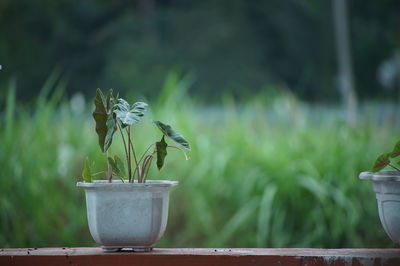 Caladium plant on white pot