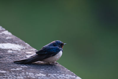 Close-up of swallow perching on retaining wall