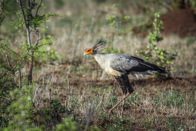 Side view of a bird on land