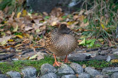 High angle view of bird perching on rock
