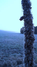 Close-up of tree trunk by sea against clear sky
