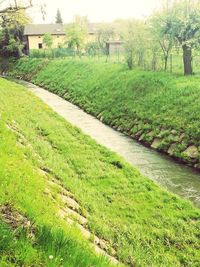 Scenic view of green grass against trees