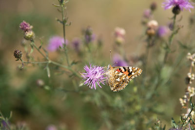 Close-up of butterfly pollinating on purple flower