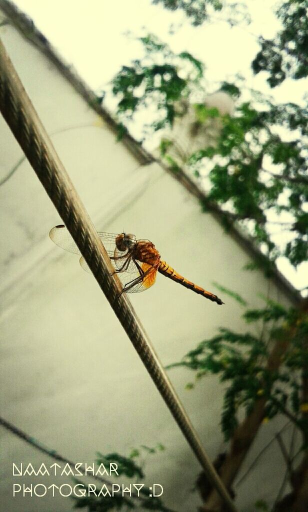 animal themes, animals in the wild, one animal, insect, wildlife, perching, low angle view, dragonfly, focus on foreground, close-up, outdoors, day, no people, nature, metal, selective focus, sky, wood - material, animal wildlife, zoology