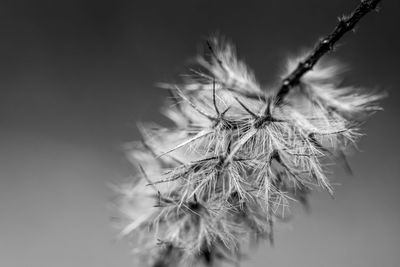 Close-up of wilted plant