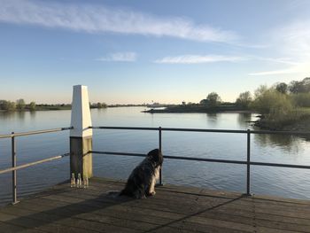 Dog sitting on railing by lake against sky