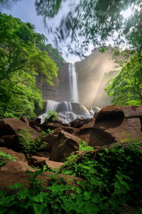 Scenic view of waterfall in forest