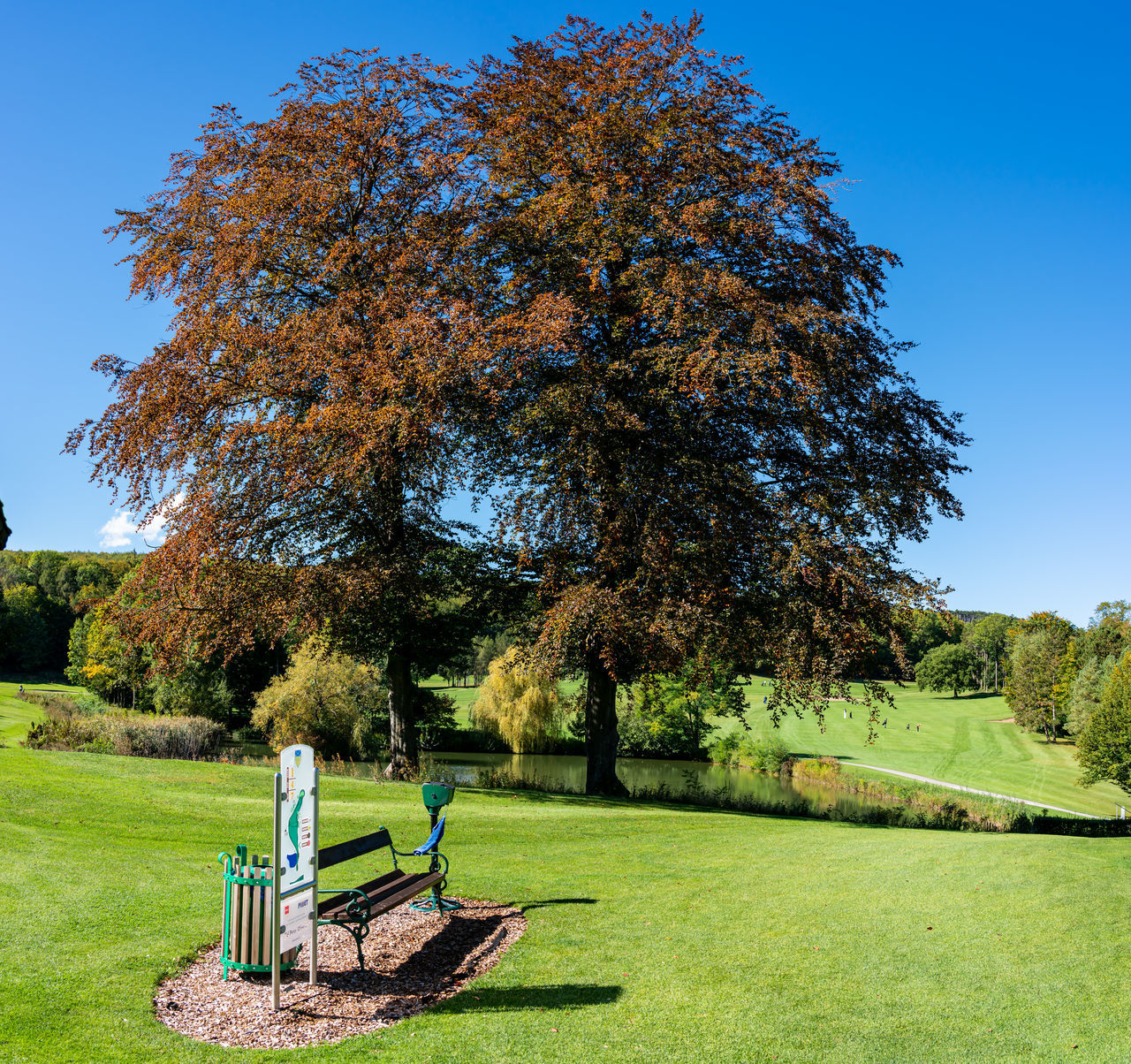 TREE IN PARK AGAINST CLEAR BLUE SKY