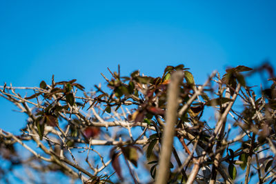 Low angle view of plants against clear blue sky