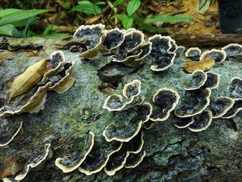 Close-up of mushroom growing on rock