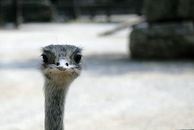 Close-up portrait of ostrich
