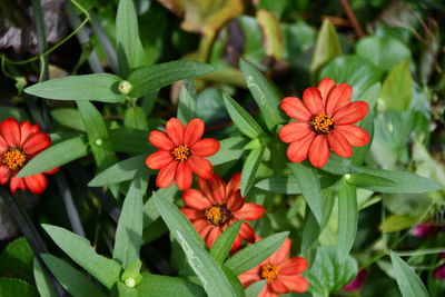 Close-up of flowering plants