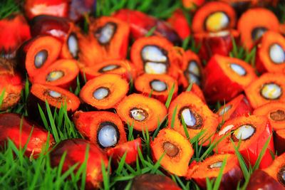 Close-up of palm seeds on grassy field