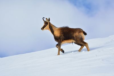 Deer on snow covered field against sky