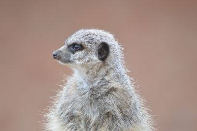 Close-up of meerkat