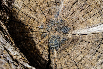 Full frame shot of tree stump