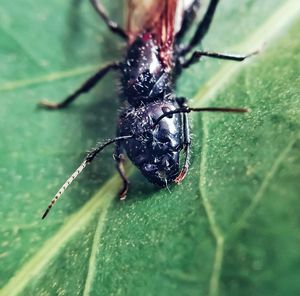 Close-up of insect on leaf