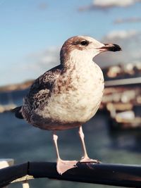 Close-up of seagull perching