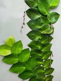 High angle view of leaves on plant against wall
