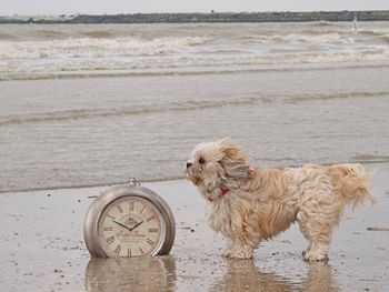 View of dog on beach