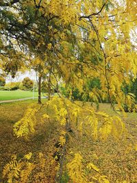 Trees on field during autumn