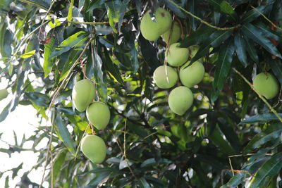 Low angle view of fruits growing on tree