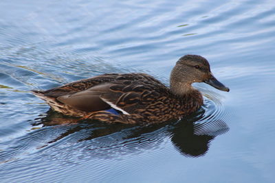 High angle view of mallard duck swimming in lake