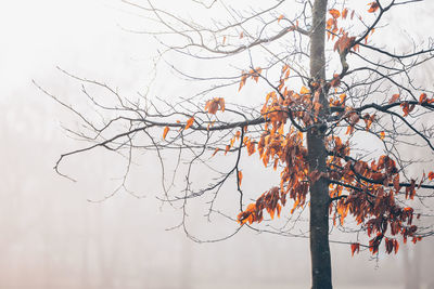 Low angle view of tree against sky