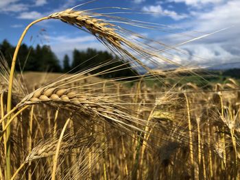 Close-up of wheat growing on field against sky