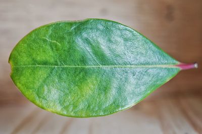 High angle view of green leaves on table