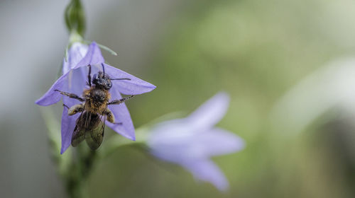 Close-up of bee  on purple flower