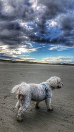 Dog standing on land against the sky