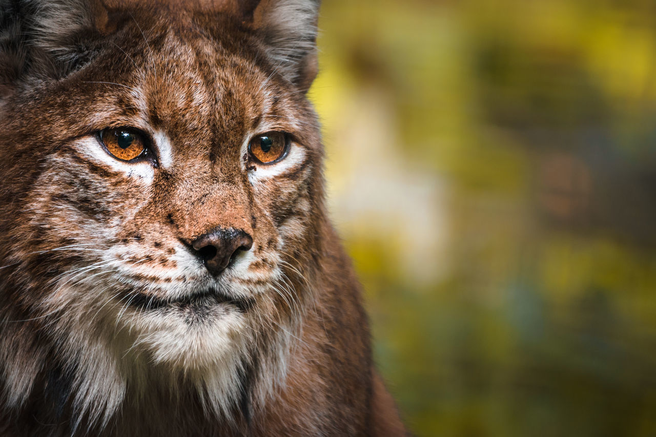 animal themes, animal, one animal, mammal, animal wildlife, animals in the wild, portrait, feline, cat, looking at camera, focus on foreground, close-up, no people, day, vertebrate, big cat, nature, carnivora, animal body part, outdoors, animal head, whisker, animal eye, yellow eyes