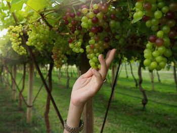 Midsection of person holding grapes
