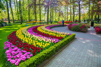 Lisse, netherlands, keukenhof park, netherlands. fresh blooming tulips in the spring garden.