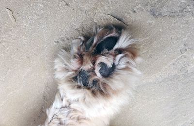 Portrait of a dogs paw