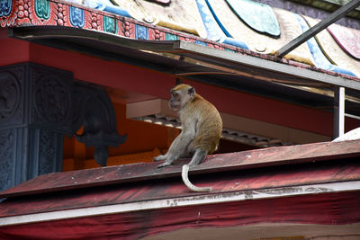 Crab-eating macaques, macaca fascicularis at caves villa next to batu caves in malaysia