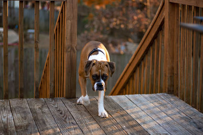 Close-up of dog on wood