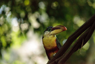 Close-up of bird perching