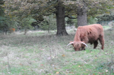 Sheep grazing on tree