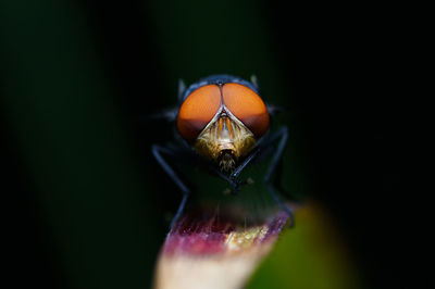 Close-up of insect on leaf