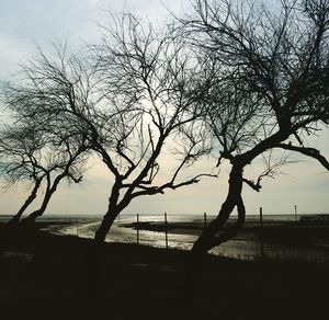 Silhouette bare tree at beach against sky during sunset