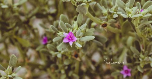 Close-up of purple flowering plant